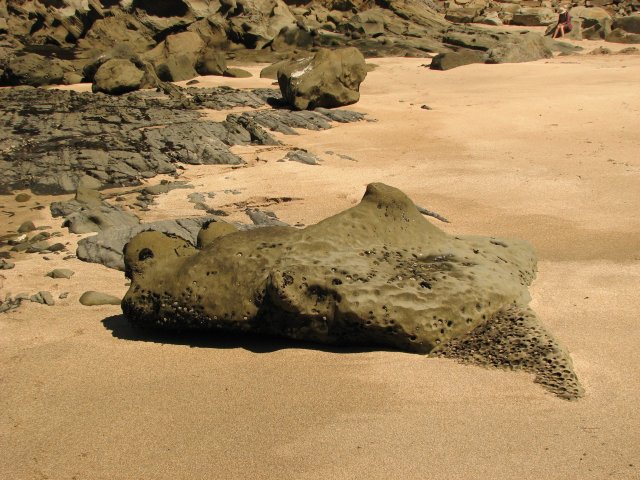 a teddy bear sun bathing